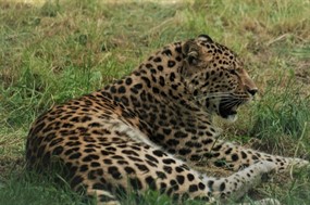 野生猎豹摄影图片